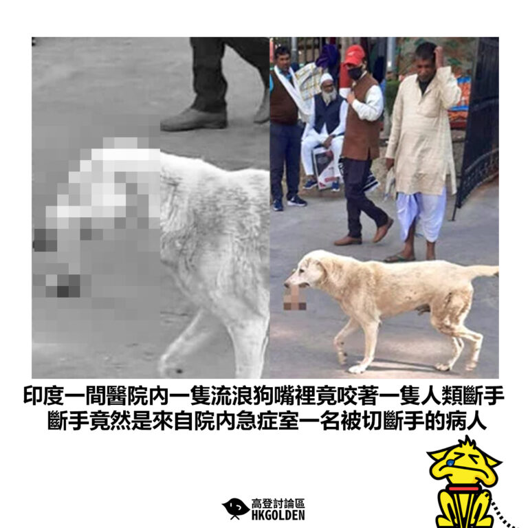【印度一間醫院內一隻流浪狗嘴裡竟咬著一隻人類斷手 斷手竟然是來自院內急症室一名被切斷手的病人】