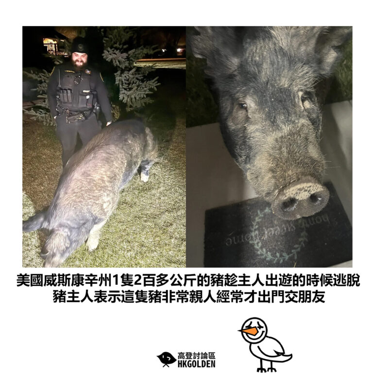 【美國威斯康辛州1隻2百多公斤的豬趁主人出遊的時候逃脫 豬主人表示這隻豬非常親人經常才出門交朋友】