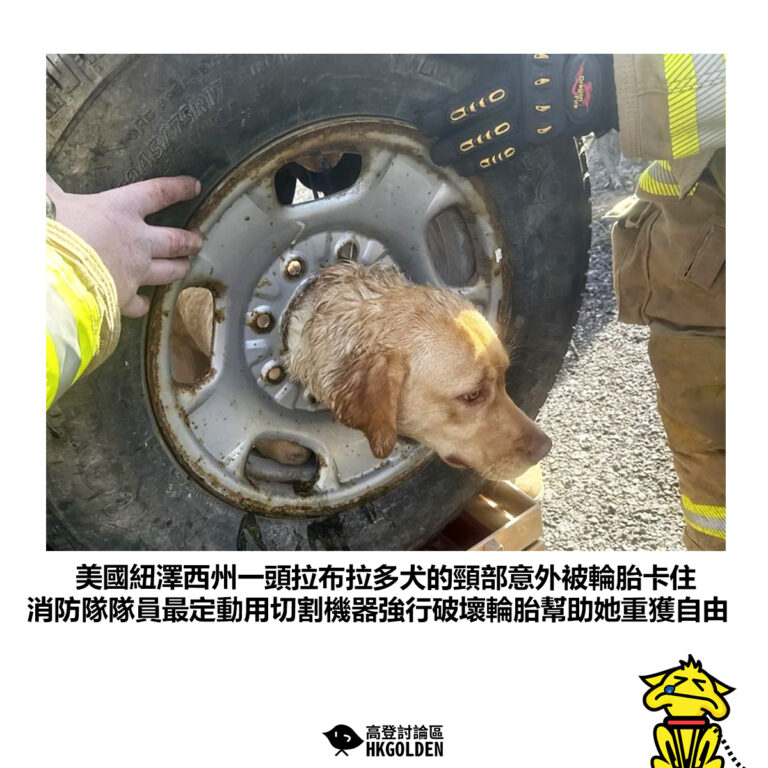 【美國紐澤西州一頭拉布拉多犬的頸部意外被輪胎卡住 消防隊隊員最定動用切割機器強行破壞輪胎幫助她重獲自由】