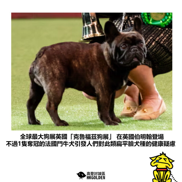 【全球最大狗展英國「克魯福茲狗展」 在英國伯明翰登場 不過1隻奪冠的法國鬥牛犬引發人們對此類扁平臉犬種的健康疑慮】