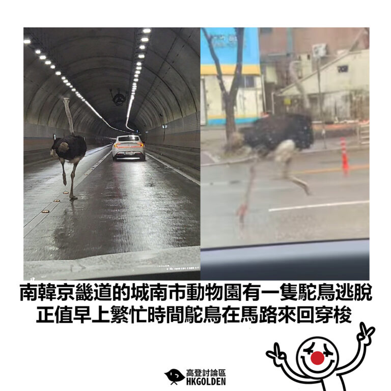 【南韓京畿道的城南市動物園有一隻駝鳥逃脫 正值早上繁忙時間鴕鳥在馬路來回穿梭】