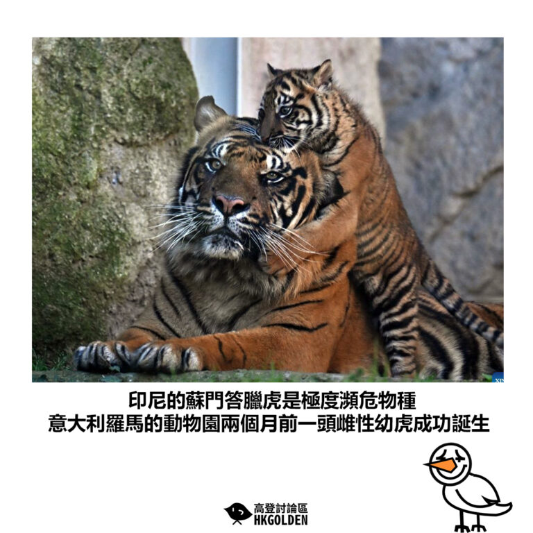 【印尼的蘇門答臘虎是極度瀕危物種 意大利羅馬的動物園兩個月前一頭雌性幼虎成功誕生】