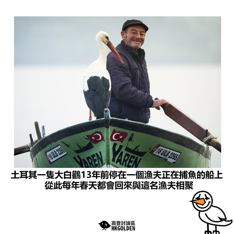 【土耳其一隻大白鸛13年前停在一個漁夫正在捕魚的船上 從此每年春天都會回來與這名漁夫相聚】