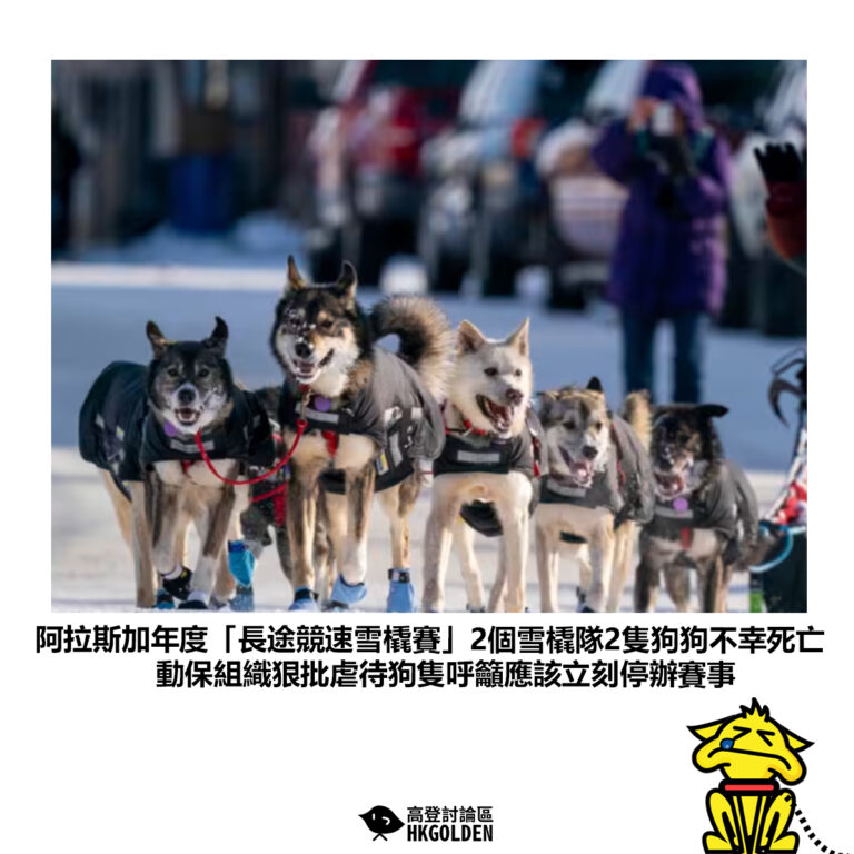 【阿拉斯加年度「長途競速雪橇賽」2個雪橇隊2隻狗狗不幸死亡 動保組織狠批虐待狗隻呼籲應該立刻停辦賽事】