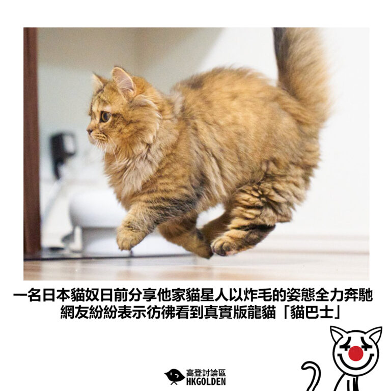 【一名日本貓奴日前分享他家貓星人以炸毛的姿態全力奔馳 網友紛紛表示彷彿看到真實版龍貓「貓巴士」】