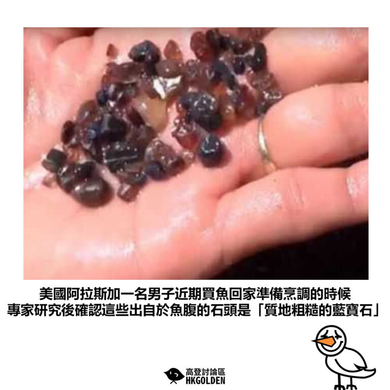【美國阿拉斯加一名男子近期買魚回家準備烹調的時候 專家研究後確認這些出自於魚腹的石頭是「質地粗糙的藍寶石」】