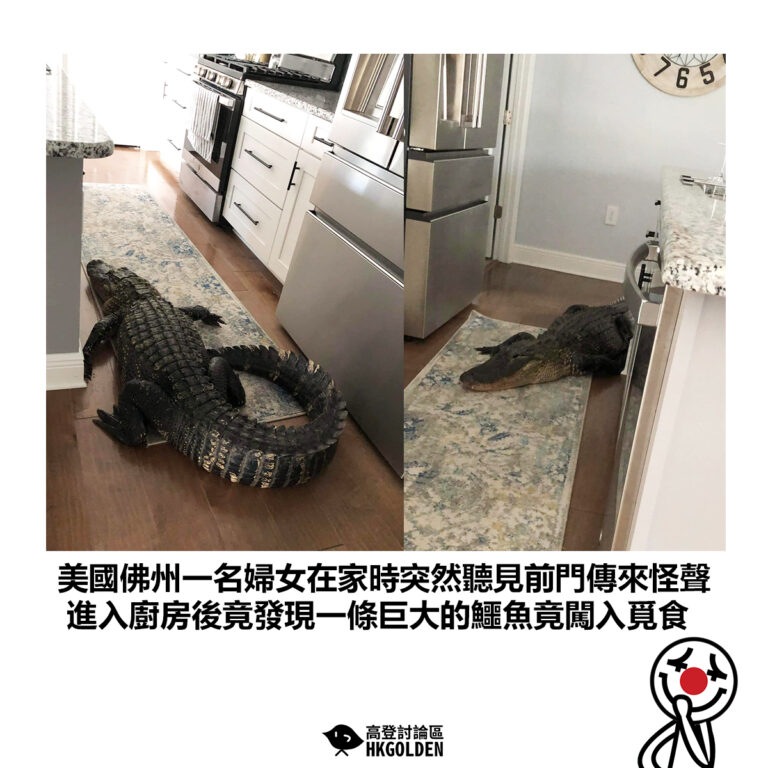 【美國佛州一名婦女在家時突然聽見前門傳來怪聲 進入廚房後竟發現一條巨大的鱷魚竟闖入覓食 】