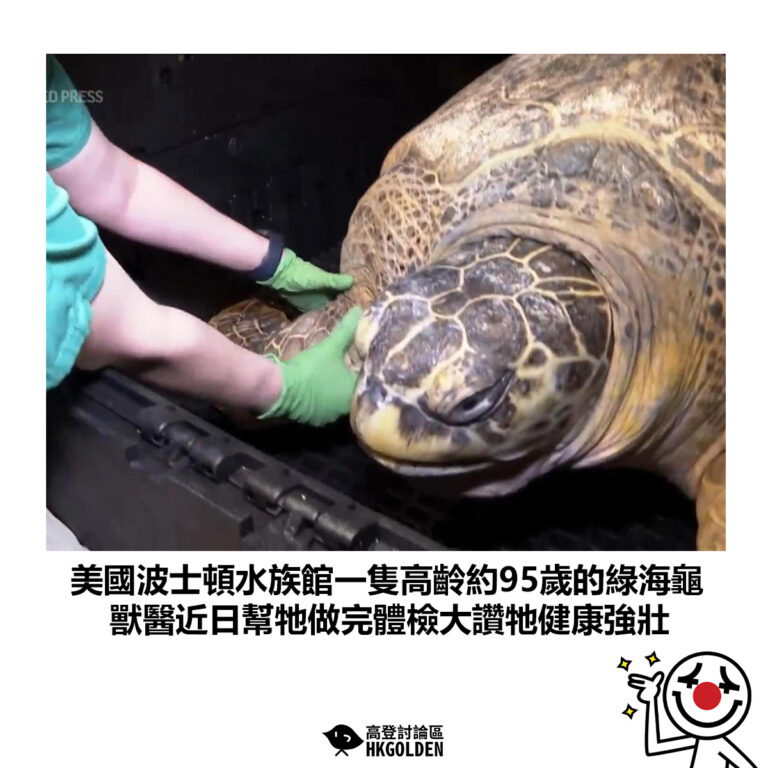 【美國波士頓水族館一隻高齡約95歲的綠海龜 獸醫近日幫牠做完體檢大讚牠健康強壯】