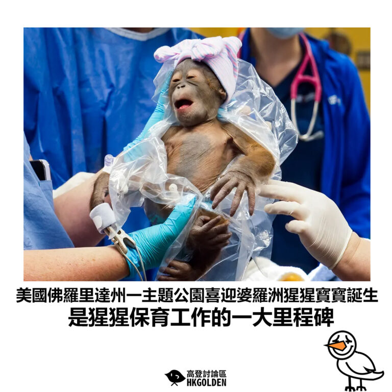 【美國佛羅里達州一主題公園喜迎婆羅洲猩猩寳寳誕生 是猩猩保育工作的一大里程碑 】