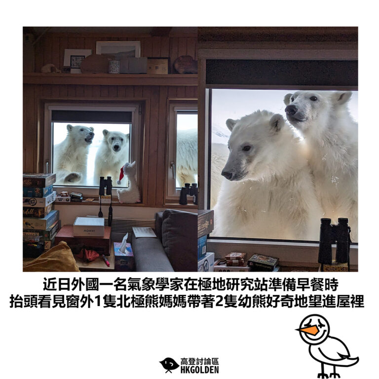 【近日外國一名氣象學家在極地研究站準備早餐時 抬頭看見窗外1隻北極熊媽媽帶著2隻幼熊好奇地望進屋裡】