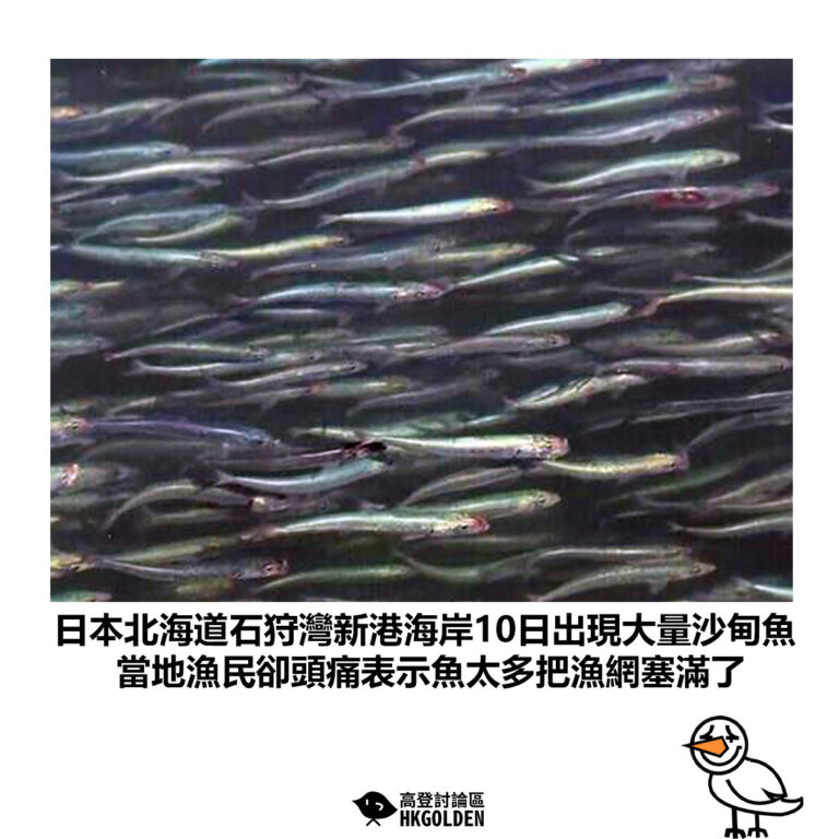 【日本北海道石狩灣新港海岸10日出現大量沙甸魚 當地漁民卻頭痛表示魚太多把漁網塞滿了】