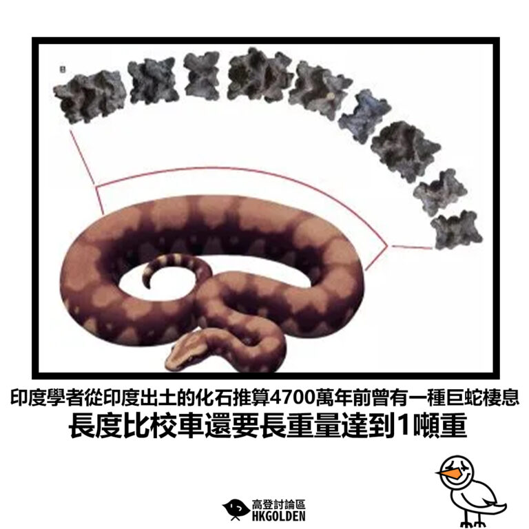 【印度學者從印度出土的化石推算4700萬年前曾有一種巨蛇棲息長度比校車還要長重量達到1噸重】