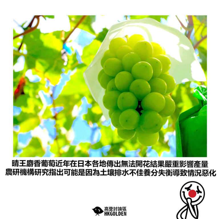 【晴王麝香葡萄近年在日本各地傳出無法開花結果嚴重影響產量 農研機構研究指出可能是因為土壤排水不佳養分失衡導致情況惡化】