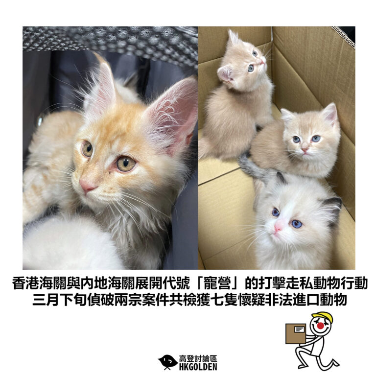 【香港海關與內地海關展開代號「寵營」的打擊走私動物行動 三月下旬偵破兩宗案件共檢獲七隻懷疑非法進口動物】