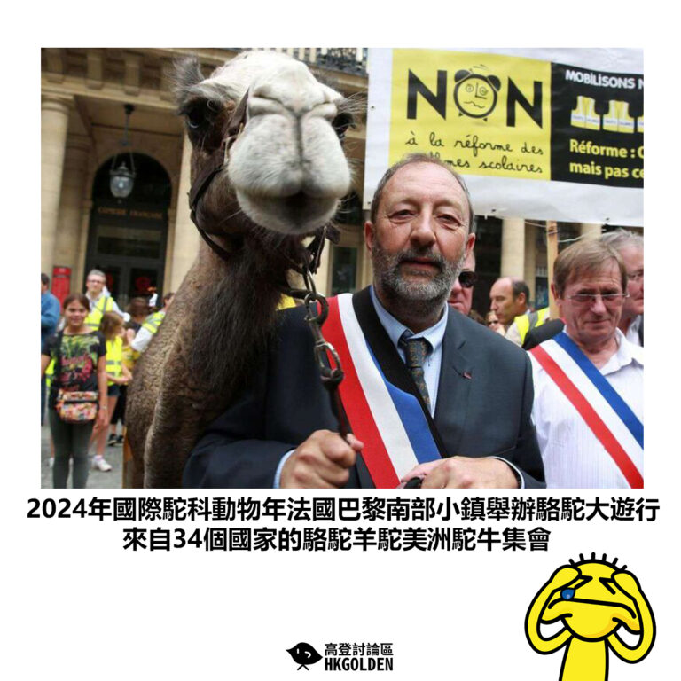 【2024年國2際駝科動物年法國巴黎南部小鎮舉辦駱駝大遊行 來自34個國家的駱駝羊駝美洲駝牛集會】