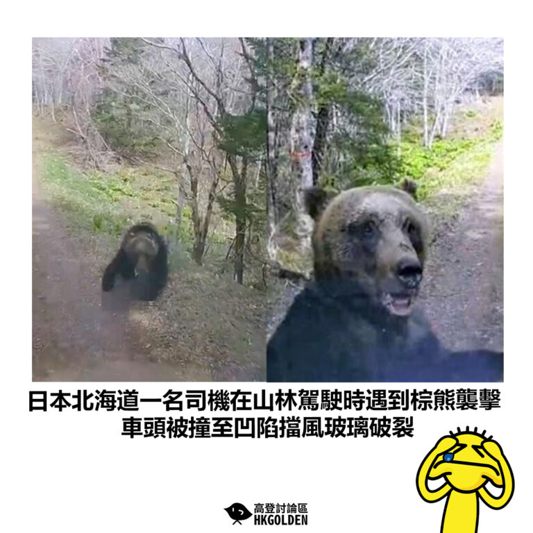 【日本北海道一名司機在山林駕駛時遇到棕熊襲擊 車頭被撞至凹陷擋風玻璃破裂】