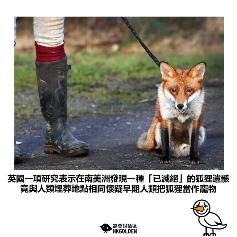 【英國一項研究表示在南美洲發現一種「已滅絕」的狐狸遺骸 竟與人類埋葬地點相同懷疑早期人類把狐狸當作寵物】
