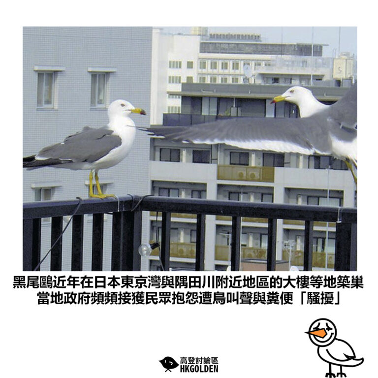 【黑尾鷗近年在日本東京灣與隅田川附近地區的大樓等地築巢 當地政府頻頻接獲民眾抱怨遭鳥叫聲與糞便「騷擾」】