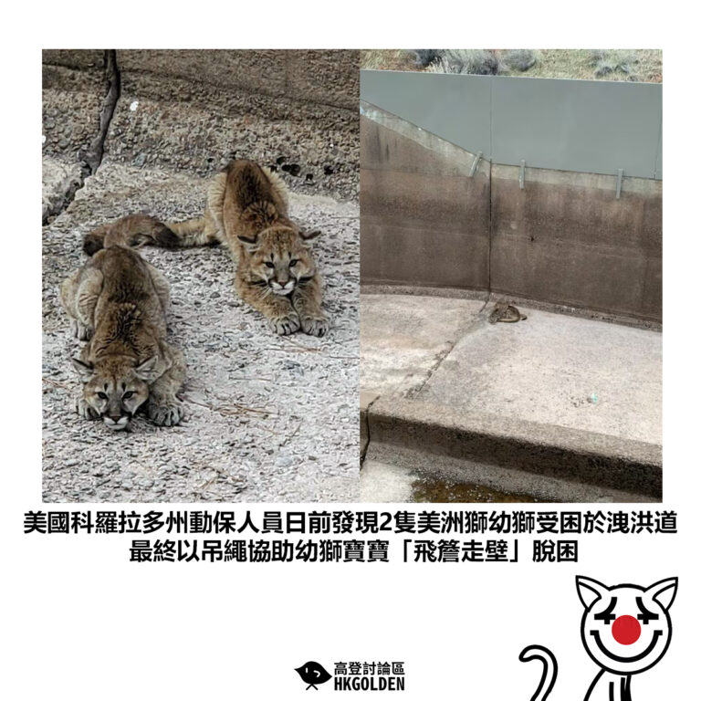 【美國科羅拉多州動保人員日前發現2隻美洲獅幼獅受困於洩洪道最終以吊繩協助幼獅寶寶「飛簷走壁」脫困】