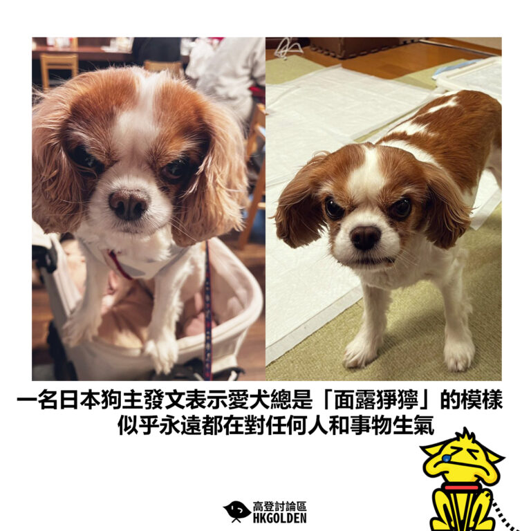 【一名日本狗主發文表示愛犬總是「面露猙獰」的模樣 似乎永遠都在對任何人和事物生氣】