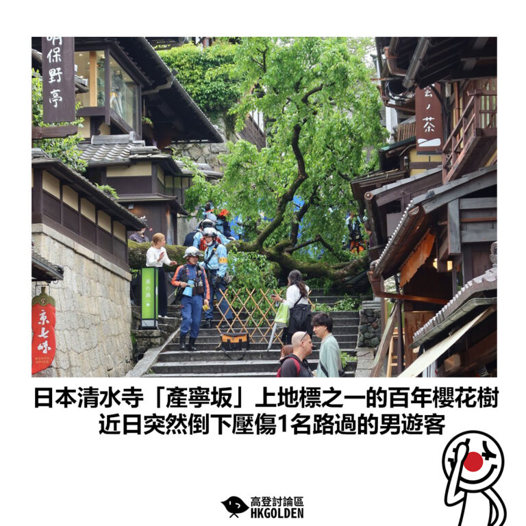 【日本清水寺的「產寧坂」上地標之一的百年櫻花樹 近日突然倒下壓傷1名路過的男遊客】