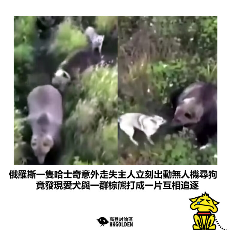 【俄羅斯一隻哈士奇意外走失主人立刻出動無人機尋狗 竟發現愛犬與一群棕熊打成一片互相追逐】