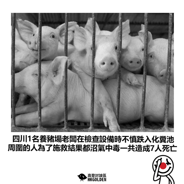 【四川1名養豬場老闆在檢查設備時不慎跌入化糞池 周圍的人為了施救結果都沼氣中毒一共造成7人死亡】