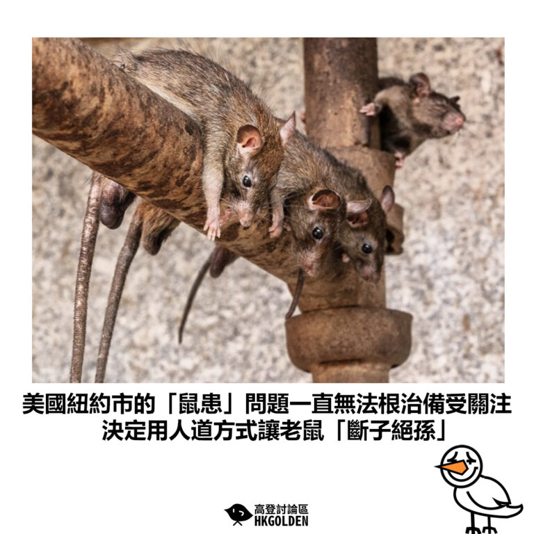 【美國紐約市的「鼠患」問題一直無法根治備受關注 決定用人道方式讓老鼠「斷子絕孫」】