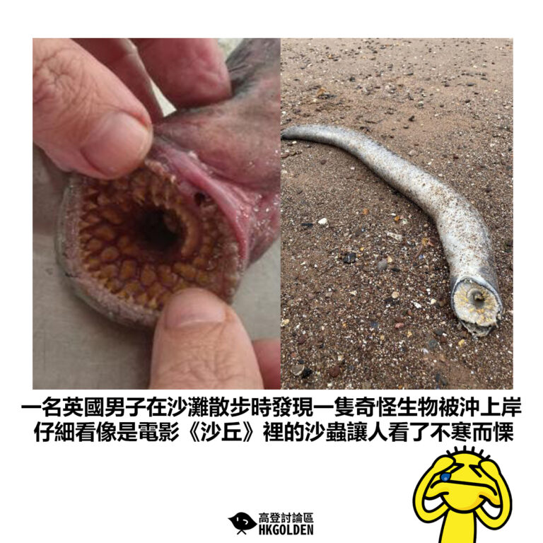 【一名英國男子在沙灘散步時發現一隻奇怪生物被沖上岸 仔細看像是電影《沙丘》裡的沙蟲讓人看了不寒而慄】