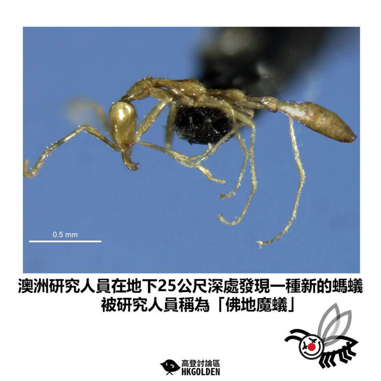 【澳洲研究人員在地下25公尺深處發現一種新的螞蟻 被研究人員稱為「佛地魔蟻」】