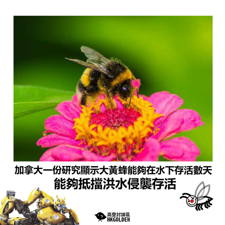 【加拿大一份研究顯示大黃蜂能夠在水下存活數天 能夠抵擋洪水侵襲存活】