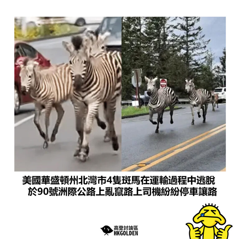 【美國華盛頓州北灣市4隻斑馬在運輸過程中逃脫 於90號洲際公路上亂竄路上司機紛紛停車讓路】