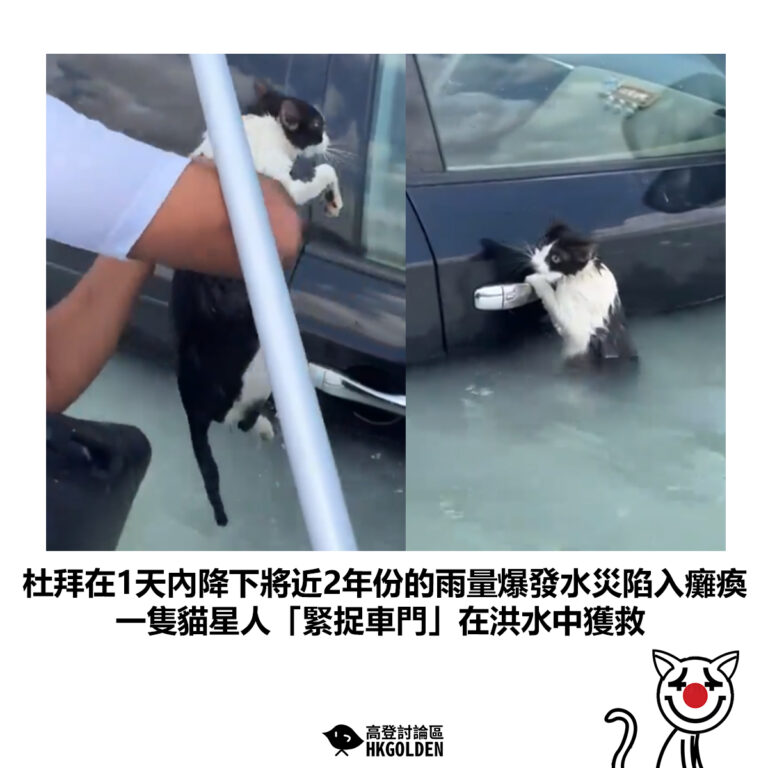【杜拜在1天內降下將近2年份的雨量爆發水災陷入癱瘓 一隻c「緊捉車門」在洪水中獲救】