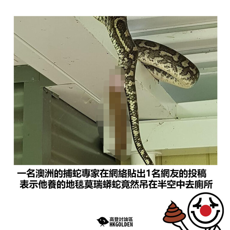【一名澳洲的捕蛇專家在網絡貼出1名網友的投稿 表示他養的地毯莫瑞蟒蛇竟然吊在半空中去廁所】