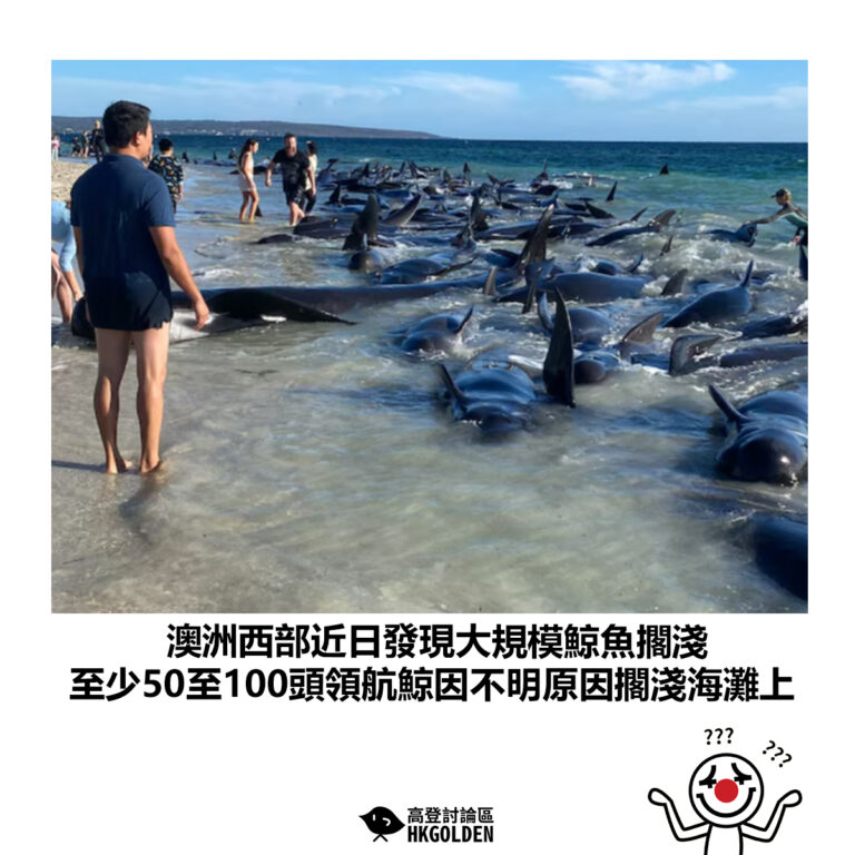 【澳洲西部近日發現大規模鯨魚擱淺 至少50至100頭領航鯨因不明原因擱淺海灘上】