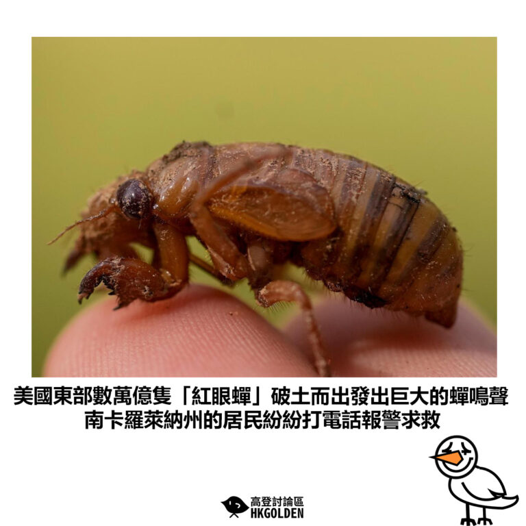 【美國東部數萬億隻「紅眼蟬」破土而出發出巨大的蟬鳴聲 南卡羅萊納州的居民紛紛打電話報警求救】