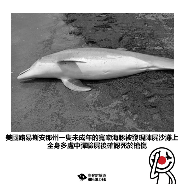 【美國路易斯安那州一隻未成年的寬吻海豚被發現陳屍沙灘上 全身多處中彈驗屍後確認死於槍傷】