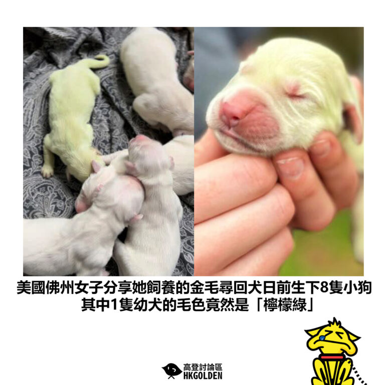 【美國佛州女子分享她飼養的金毛尋回犬日前生下8隻小狗 其中1隻幼犬的毛色竟然是「檸檬綠」】