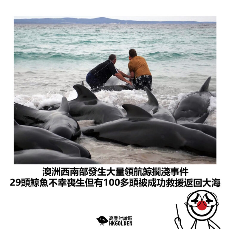 【澳洲西南部發生大量領航鯨擱淺事件 29頭鯨魚不幸喪生但有100多頭被成功救援返回大海】