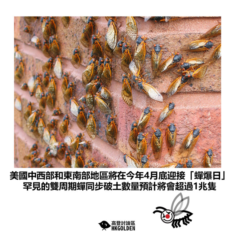 【美國中西部和東南部地區將在今年4月底迎接「蟬爆日」 罕見的雙周期蟬同步破土數量預計將會超過1兆隻】