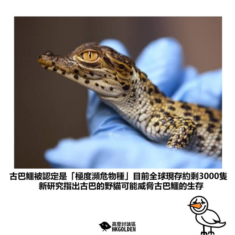 【古巴鱷被認定是「極度瀕危物種」目前全球現存約剩3000隻 新研究指出古巴的野貓可能威脅古巴鱷的生存】