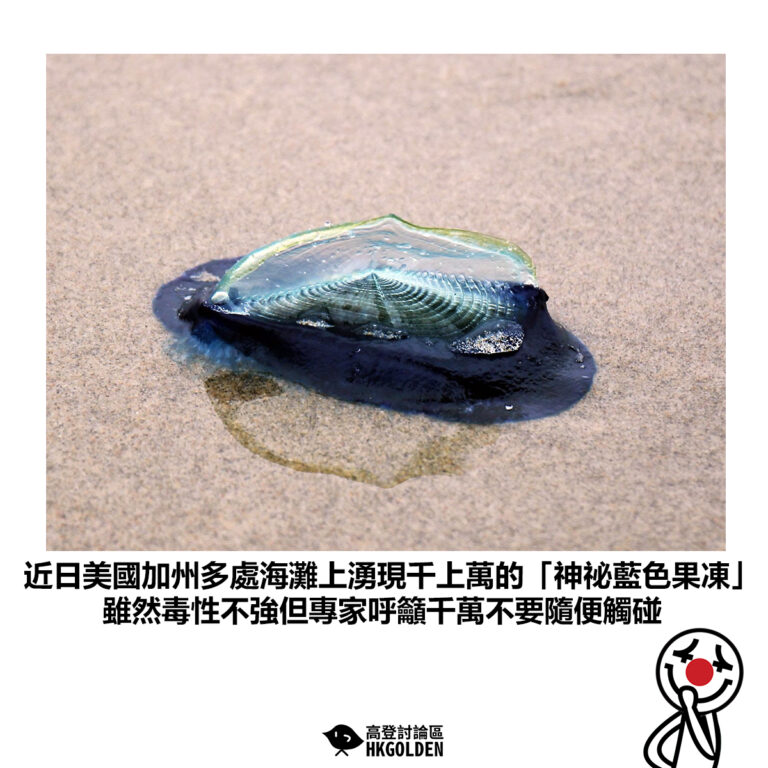 【近日美國加州多處海灘上湧現千上萬的「神祕藍色果凍」雖然毒性不強但專家呼籲千萬不要隨便觸碰】