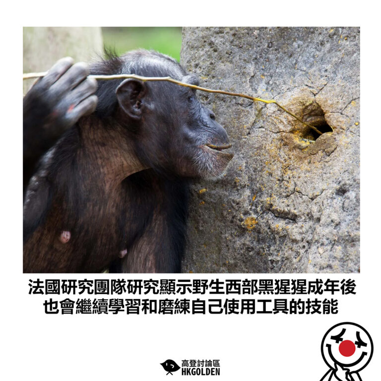 【法國研究團隊研究顯示野生西部黑猩猩成年後 也會繼續學習和磨練自己使用工具的技能】