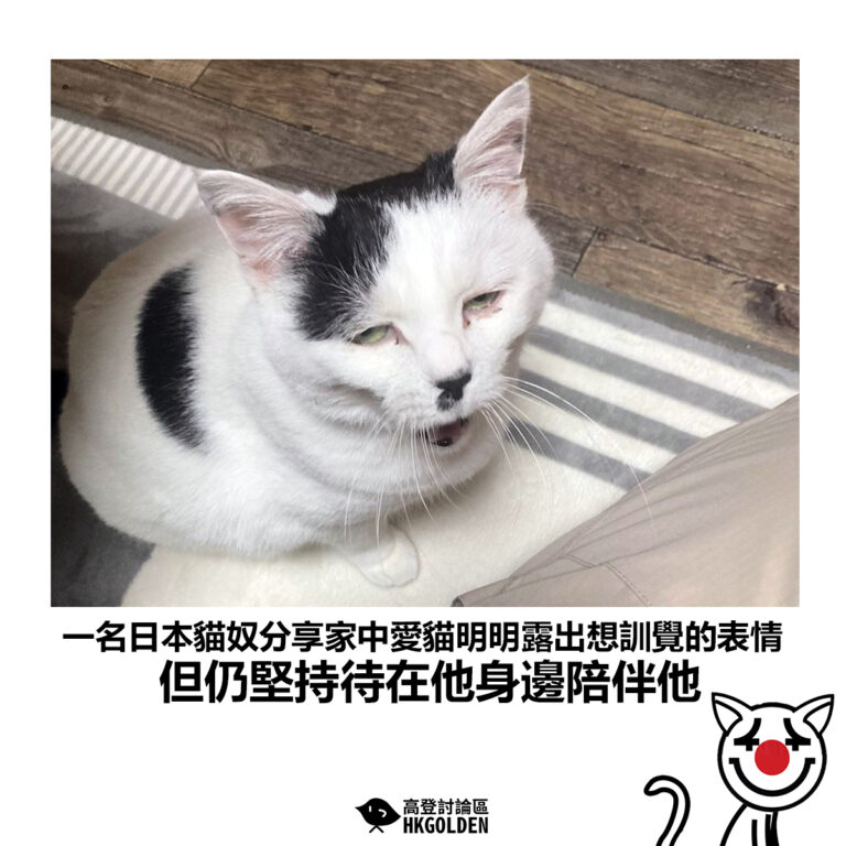 【一名日本貓奴分享家中愛貓明明露出想訓覺的表情 但仍堅持待在他身邊陪伴他】