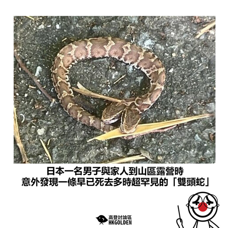 【日本一名男子與家人到山區露營時  意外發現一條早已死去多時超罕見的「雙頭蛇」】