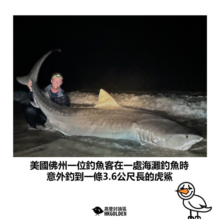 【美國佛州一名釣魚客在一處海灘釣魚時 意外釣到一條3.6公尺長的虎鯊】
