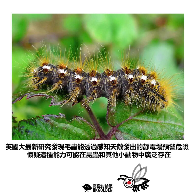 【英國大最新研究發現毛蟲能透過感知天敵發出的靜電場預警危險懷疑這種能力可能在昆蟲和其他小動物中廣泛存在】