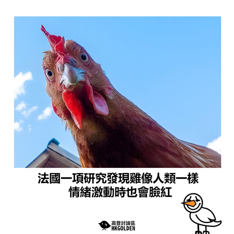 【法國一項研究發現雞像人類一樣  情緒激動時也會臉紅】