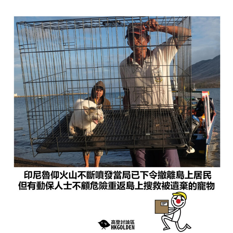 【印尼魯仰火山不斷噴發當局已下令撤離島上居民 但有動保人士不顧危險重返島上搜救被遺棄的寵物】