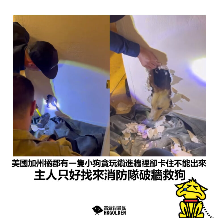 【美國加州橘郡有一隻小狗貪玩鑽進牆裡卻卡住不能出來 主人只好找來消防隊破牆救狗】